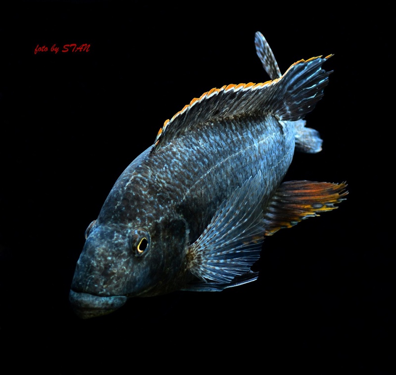 Nimbochromis linni